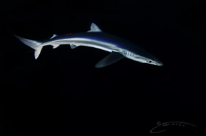 ~ Silky Smooth ~

The lovely Blue Shark looking beautif... by Geo Cloete 